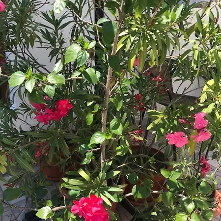 Affittacamere семейна къща “вълчеви” 3*