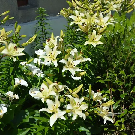 семейна къща “вълчеви” 招待所 希典