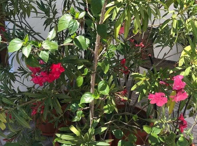 בית הארחה семейна къща “вълчеви” 3*