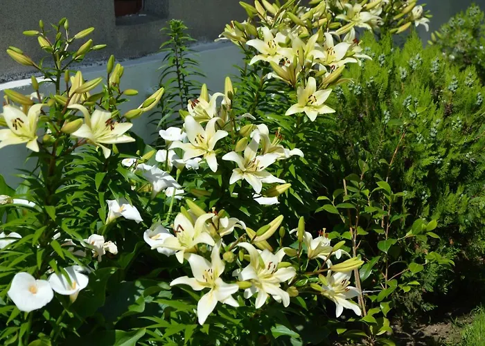 семейна къща “вълчеви” בית הארחה קיטן